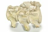 Articulated Fossil Plesiosaur (Zarafasaura) Vertebrae - Morocco #334776-5